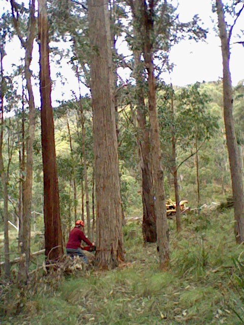 sustainable timber farming
