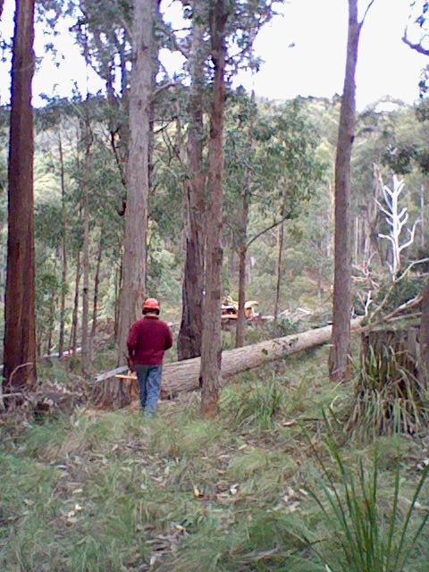 sustainable timber farming